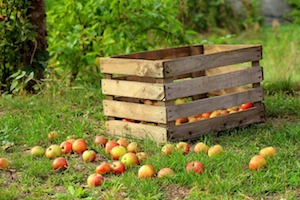 Vive les pommes de vergers à haute tige sans pesticides!